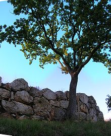 immagine della cinta muraria di Roselle